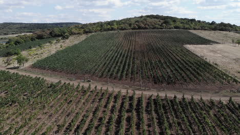 Mediterranian-vineyard,-grape-fields-on-a-hill-against-blue-sky-with-puffy-clouds-on-a-sunny-autumn-day