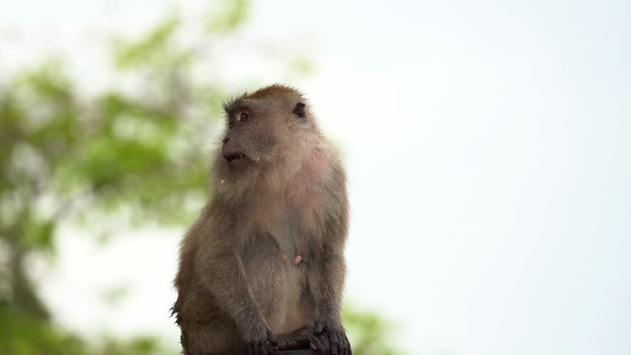 retrato en primer plano de un macaco salvaje comedor de cangrejos o macaco de cola larga, macaca fascicularis encaramado en la parte superior del árbol con migas de comida por toda su cara y preguntándose por sus alrededores