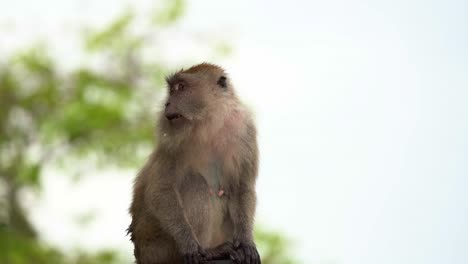 retrato en primer plano de un macaco salvaje comedor de cangrejos o macaco de cola larga, macaca fascicularis encaramado en la parte superior del árbol con migas de comida por toda su cara y preguntándose por sus alrededores