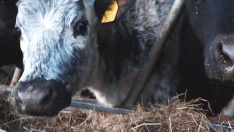 close up of a young cow as it eats its morning feed