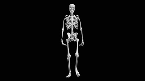 skeleton ribcage anatomy