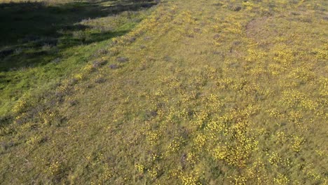 solitary horse standing in a field of yellow wildflowers - aerial