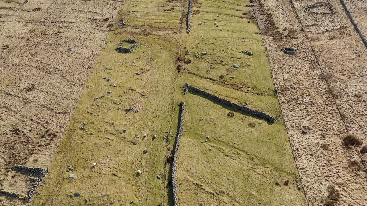 Drone shot of old ruins and a flock of sheep on a Hebridean croft