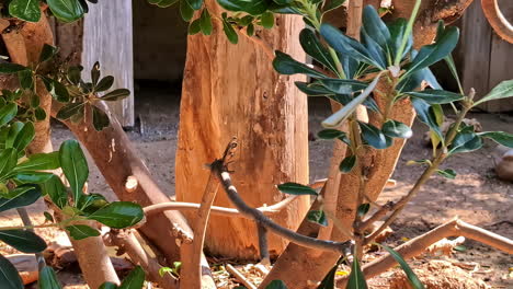 el pájaro faisán de lady amherst. un primer plano