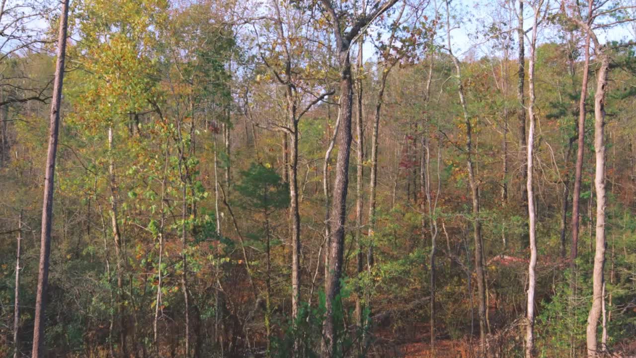 Una foresta in autunno con un picchio in visita