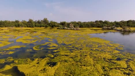 Überholaufnahme-Eines-Wunderschönen-Grünen-Naturschutzgebiets,-Oroklini-See,-Zypern