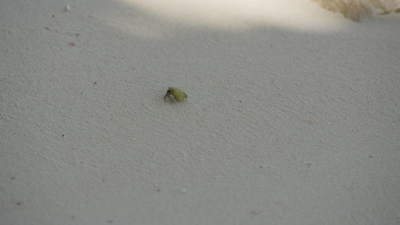 En liten krabba på en sandstrand