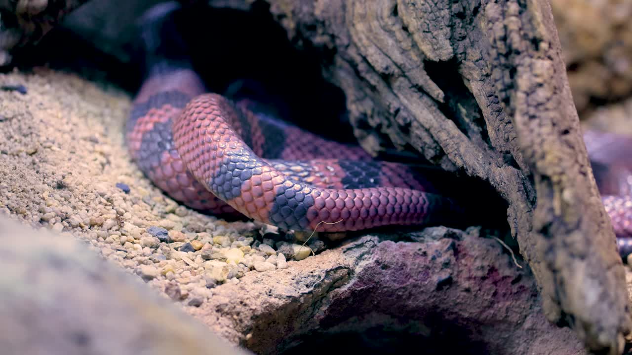 una serpiente de patrones vibrantes se mueve a través de una grieta rocosa, capturada en luz natural con una perspectiva de primer plano