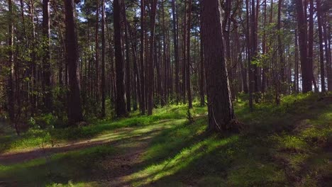 wild pine forest with green moss under the trees, slow aerial shot moving low between trees on a sunny and calm spring day, lens flare, pathway, camera moving backwards