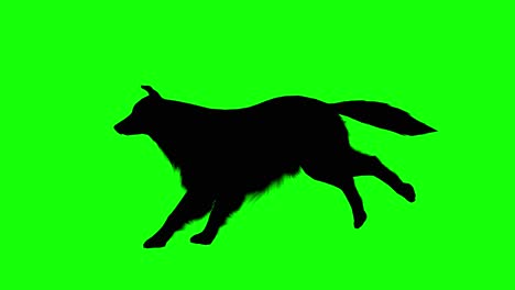 silhouette of a sheepdog running, on green screen, side view. animal silhouettes seamless loop 3d animation.
