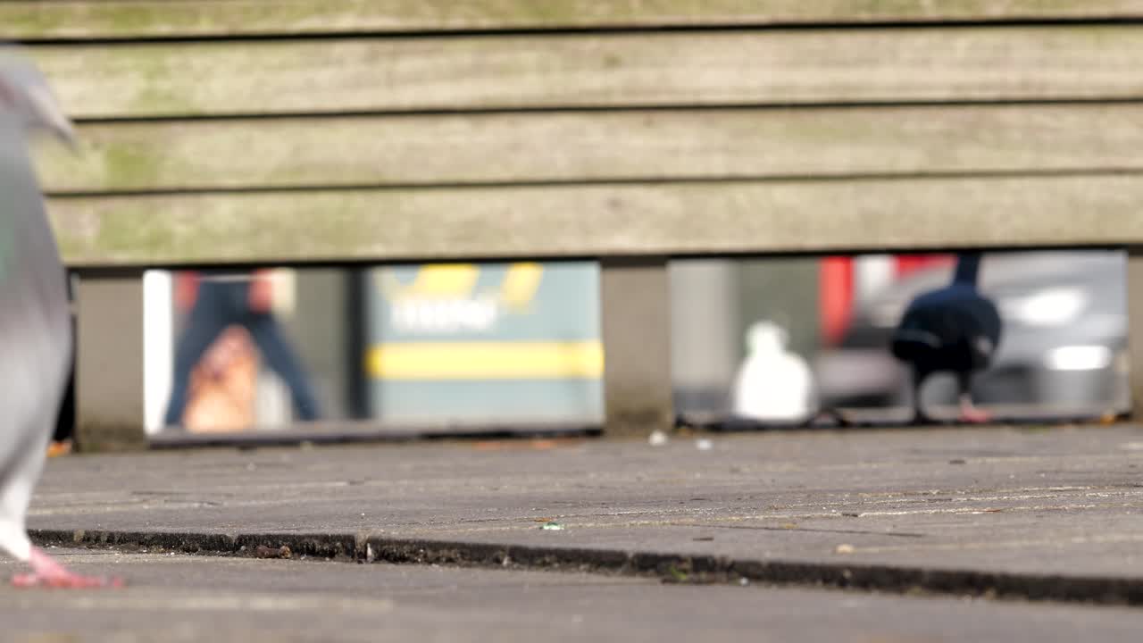 Gołąb miejski stojący wśród innych gołębi na ulicy, nagle odlatujący. Naturalne zachowanie i ruch stada w środowisku miejskim.