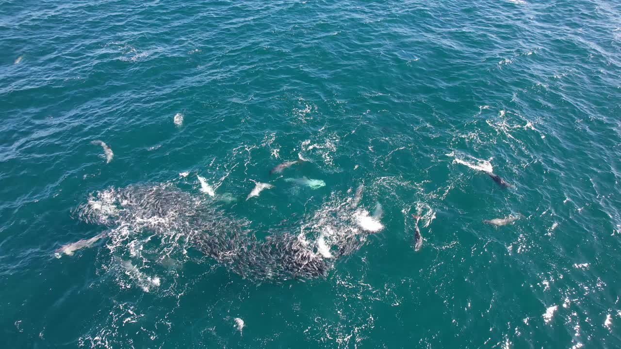 바다에서 몰레트 물고기 무리와 함께 바구니 dolphin의 사냥