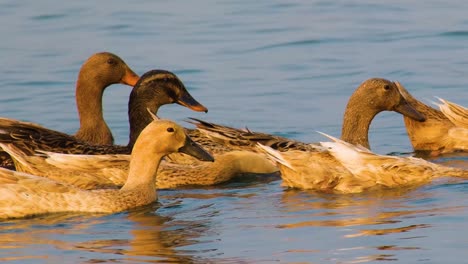 Eine-Gruppe-Enten-Schwimmt-Und-Entspannt-Im-Ruhigen-Wasser-Eines-Teiches-Oder-Sees