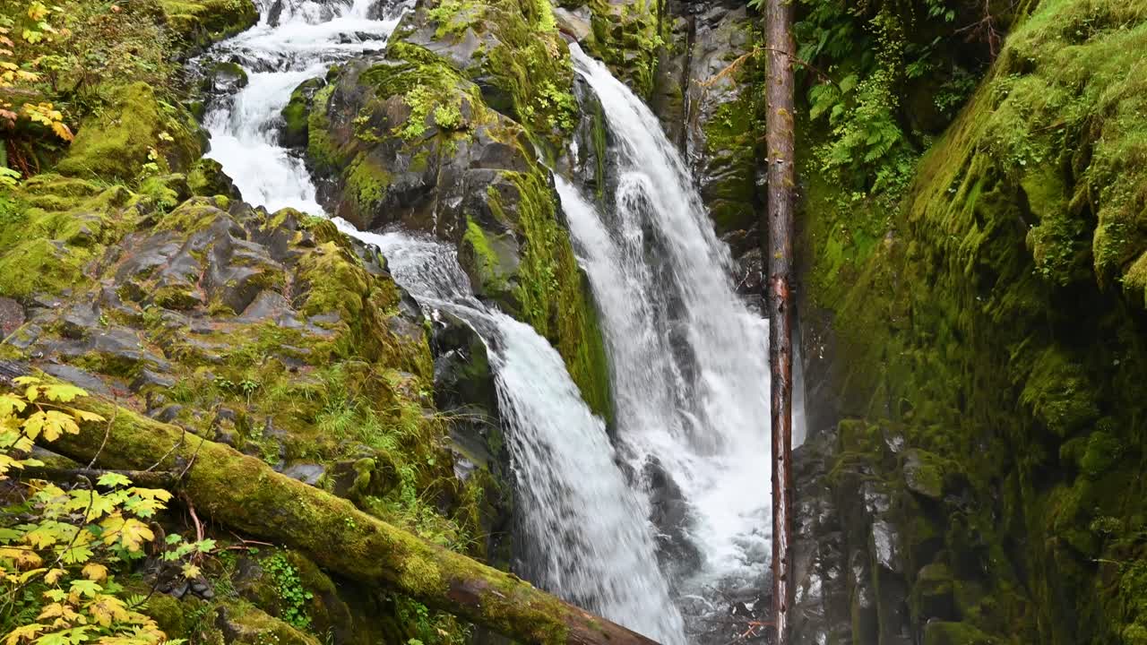 Water rushes down a vibrant moss-covered cliffside in the deep forest of Olympic National Park