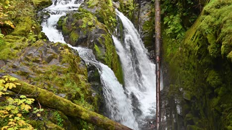 water rushes down a vibrant moss-covered cliffside in the deep forest of olympic national park