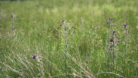 un cardo morado salvaje en un exuberante campo verde