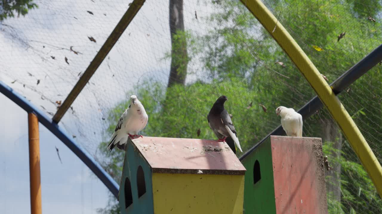 varias palomas en la parte superior de la casa de pájaros en el recinto