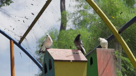 various pigeons on top of bird house in enclosure