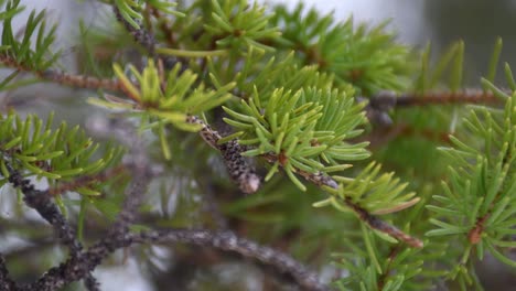 disparo constante donde la rama de pino verde se mueve ligeramente con viento ligero en finlandia