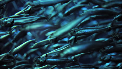 school of pacific sardines - close up underwater wildlife