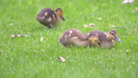 baby ducklings play in the green grass