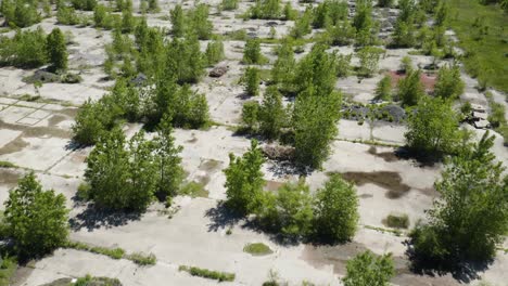 trees growing in barren landscape