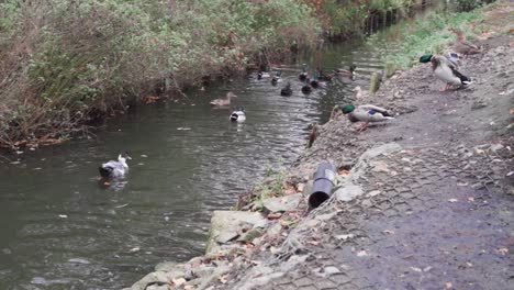 un pato macho se estira y agita sus alas mientras otros patos flotan en un estrecho arroyo, a cámara lenta