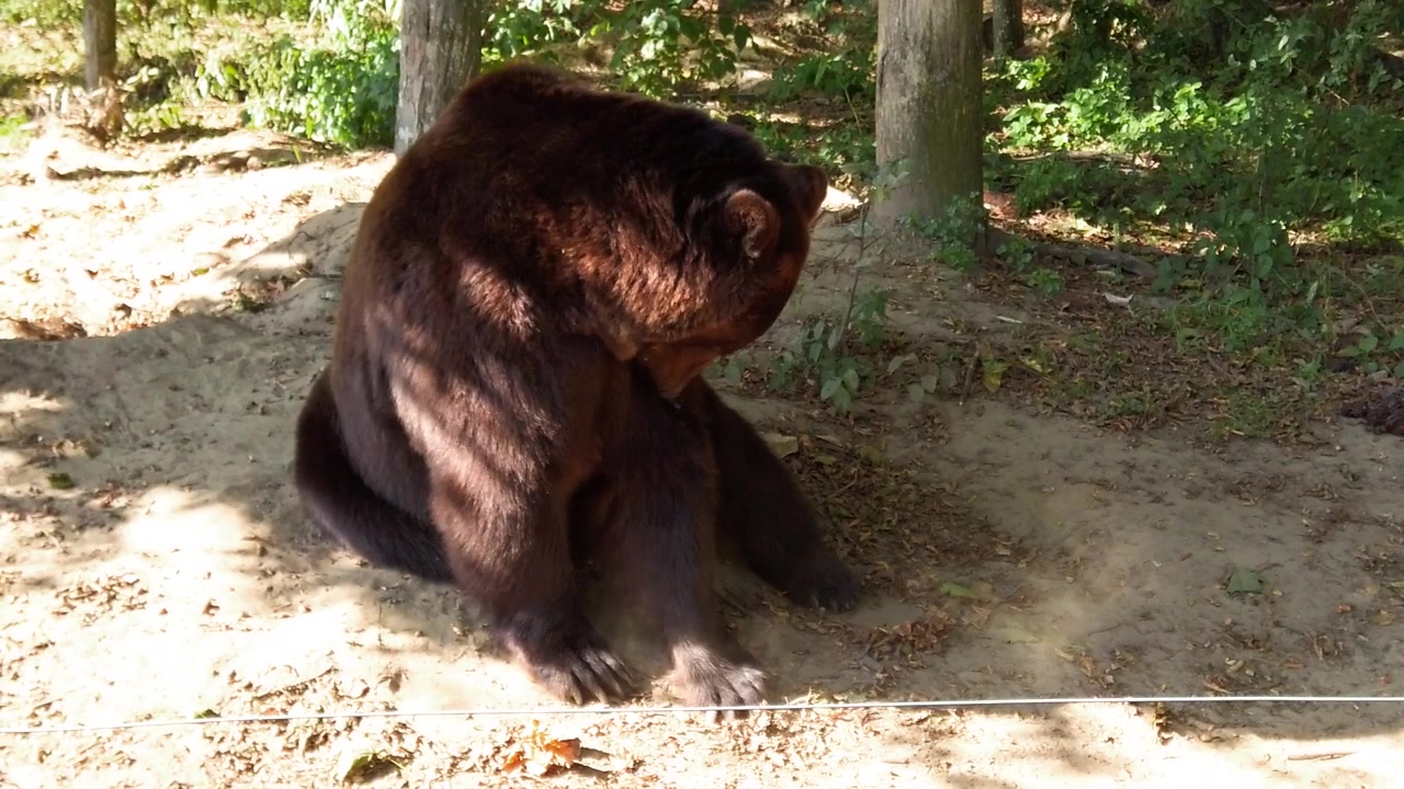 Bären im Wald. Dreharbeiten im Sommer.