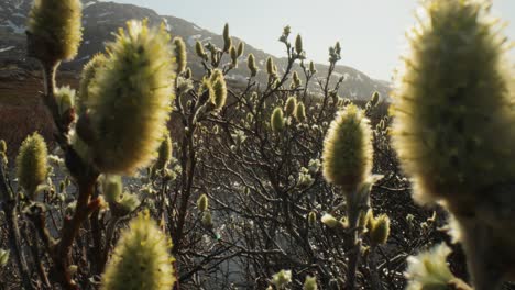 Arktischen-Tundra.-Arktische-Zwergpolarweide-(Salix-Polaris),-Die-Zwergweide,-Kommt-Hauptsächlich-In-Der-Tundra-Der-Arktischen-Region-Vor.