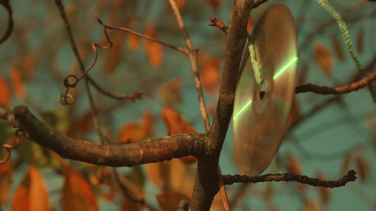 가을 에 가지 에 인 디스크