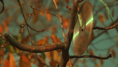 disc tied to a branch in autumn