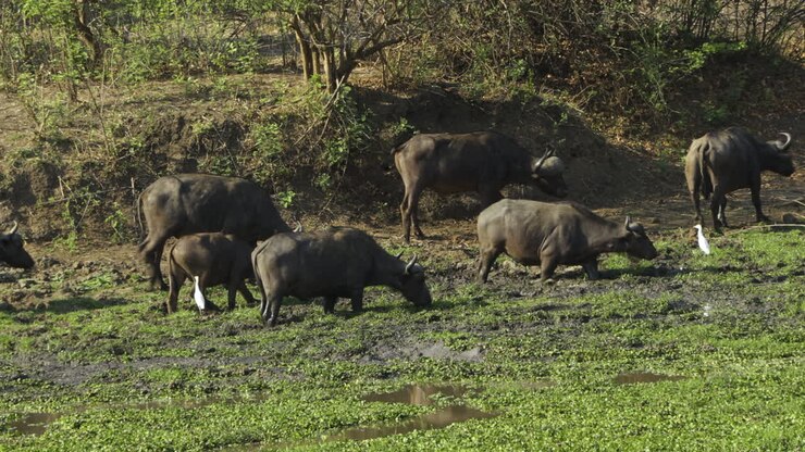 Sette bufali del Capo guadano uno stagno fangoso invaso da piante acquatiche nella savana africana e si nutrono.
