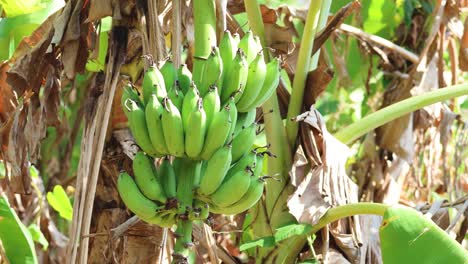 time-lapse of a banana bunch growing on plant