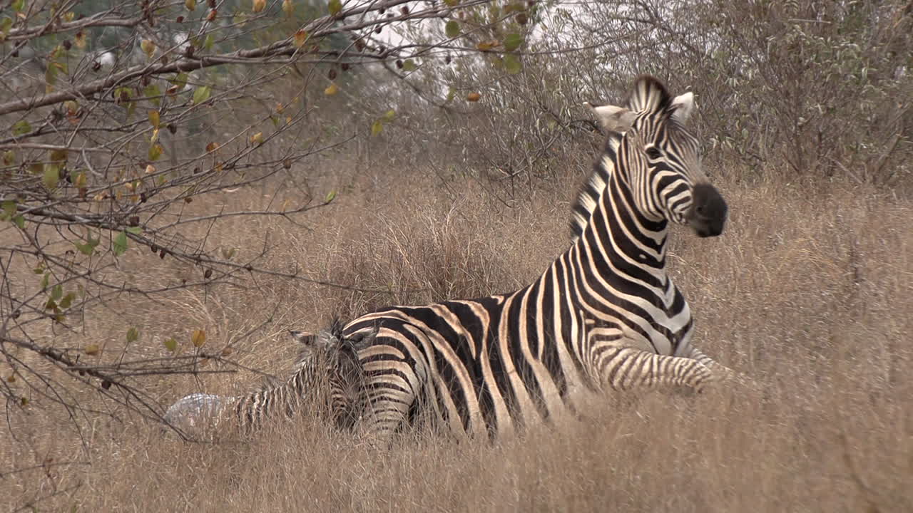 Zebra femmina si alza dopo aver partorito il suo puledro, la placenta si stacca