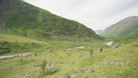 traveler with his dog in lyngsdalen mountain hike on summer in norway