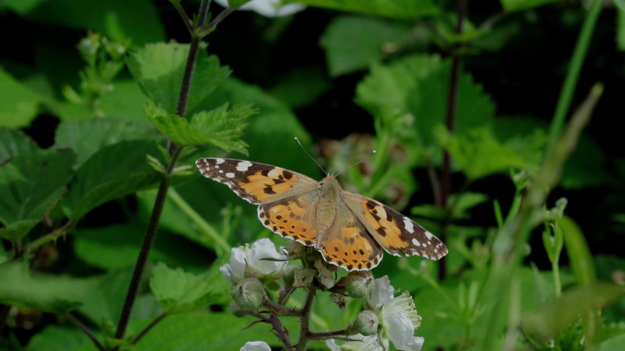 Una farfalla Vanessa del cardo, Vanessa cardui, su fiori di rovo. Estate. Regno Unito