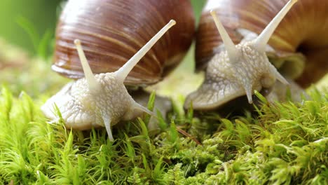 Helix-Pomatia-También-Caracol-Romano,-Caracol-De-Borgoña