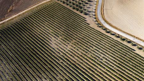 Luftaufnahme-Von-Oben-über-Weinbergreihen,-In-Den-Hügeln-Der-Toskana,-In-Der-Italienischen-Landschaft,-An-Einem-Sonnigen-Tag