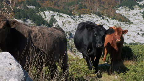 cows in the mountains grazing