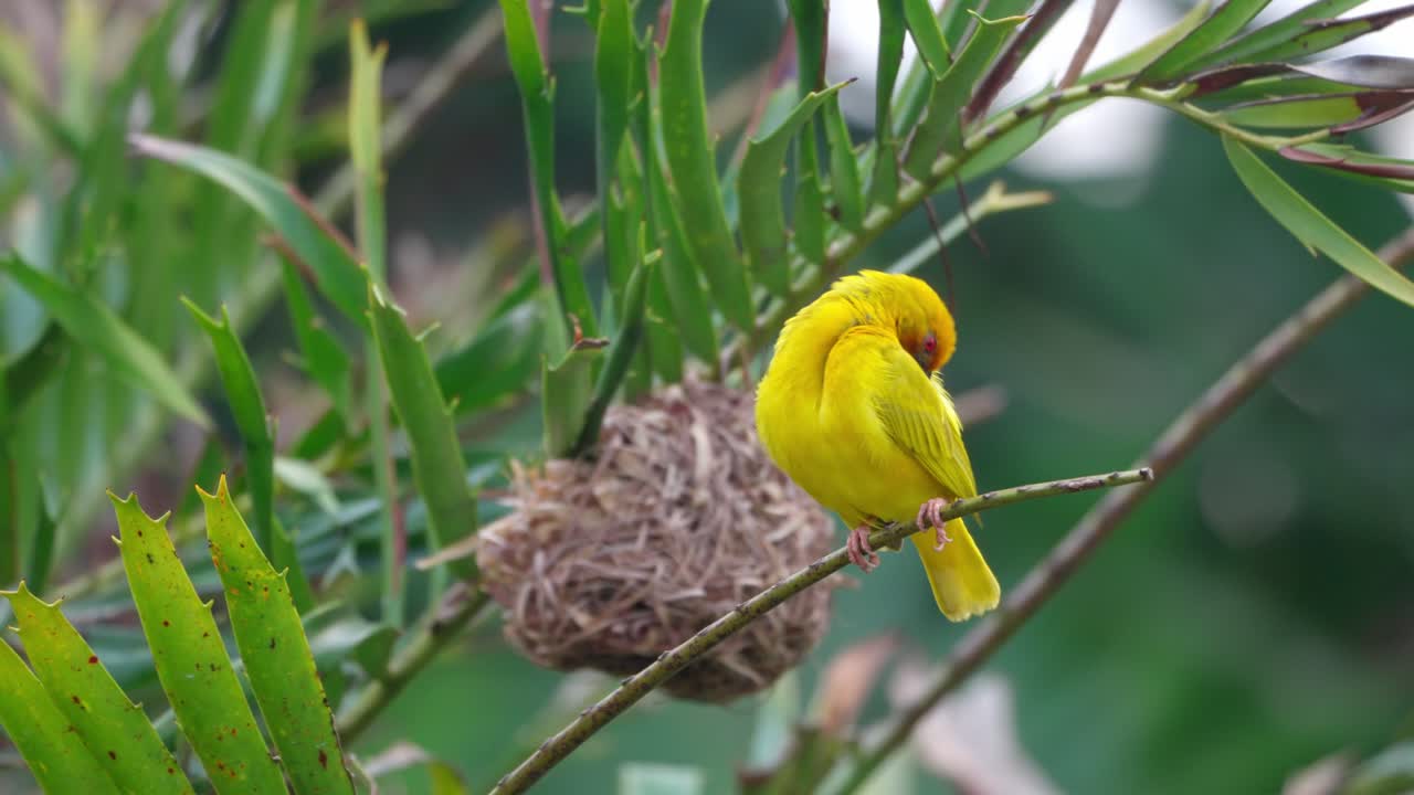 The male Eastern Golden Weaver is busy cleaning and preening its feathers near the nesting colony in Zanzibar