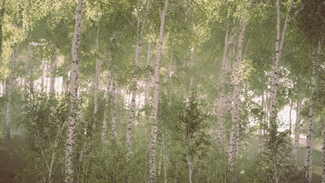 bosque de abedul veraniego durante un amanecer brumoso