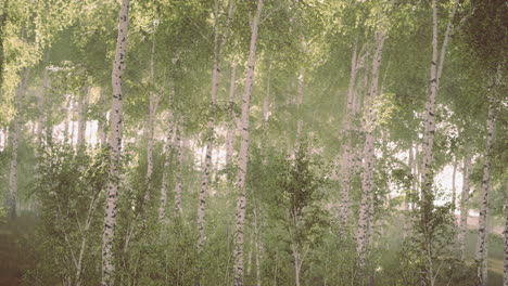 summery birch grove during a foggy sunrise