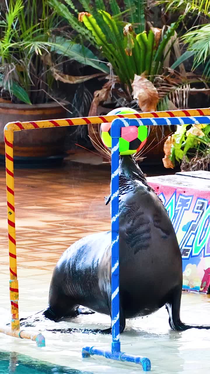 바다 사자는 다채로운 공으로 트릭을 합니다.
