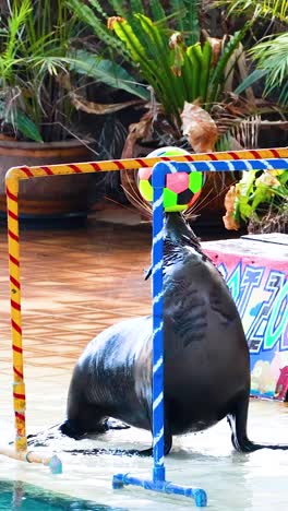 el león marino realiza trucos con una pelota de colores