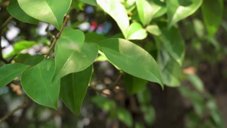 Un-Primer-Plano-De-Las-Hojas