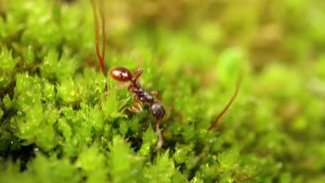 un primer plano de hormigas en la naturaleza.