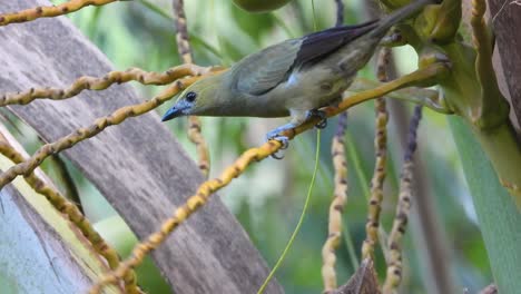 Female-Blue-Grey-Tanager-on-Yellow-Branch-in-South-American-Rainforest