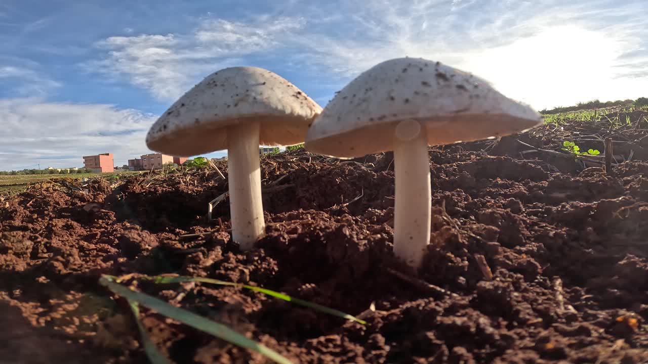 The white poisonous mushroom, known as the death cap, grows in Morocco. Its smooth white cap and stem are visible, emphasizing its toxic nature in a natural setting