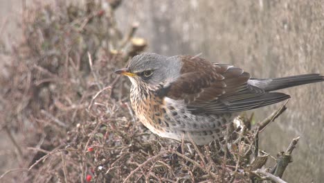 Fieldfare-De-Cerca-En-Un-Arbusto