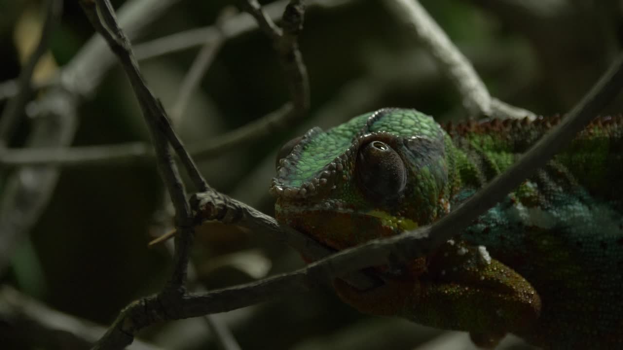 Close-up of a resting Panther chameleon 